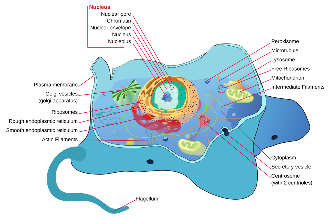 Labelled diagram of an animal cell showing the nucleus, mitochondria, endoplasmic reticulum, Golgi apparatus, ribosomes and other organelles