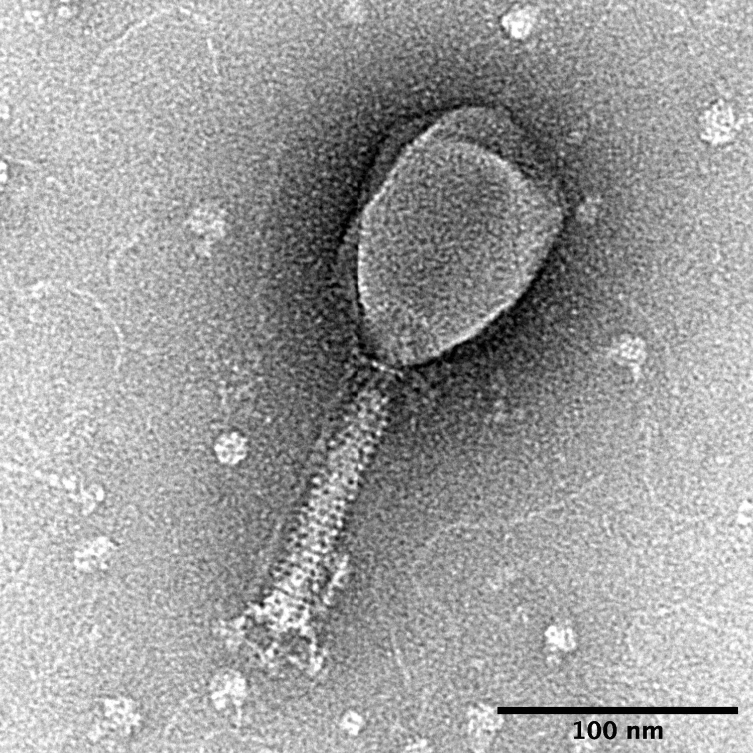 An electron micrograph of a bacteriophage: a rounded head on a straight tail, with a 100 nm scale bar