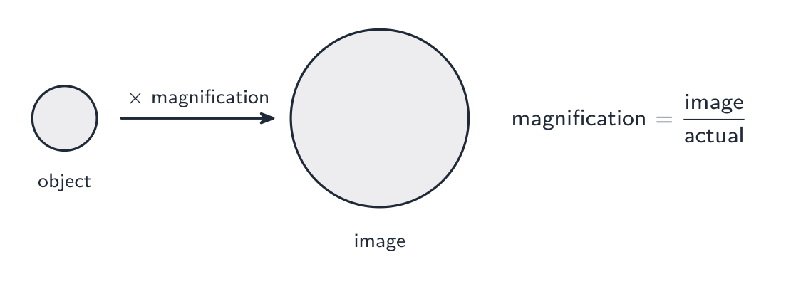 A small object is enlarged by the microscope; magnification = image size ÷ actual size