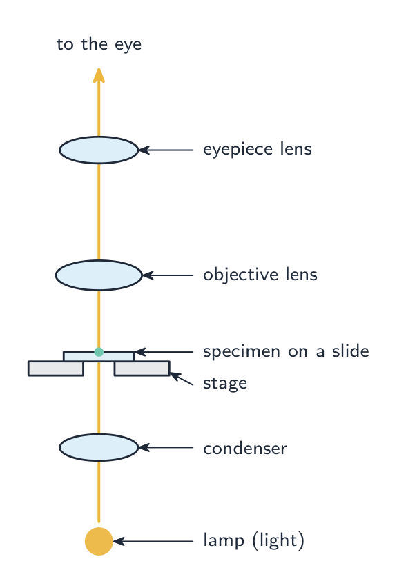 A light microscope's light path: light from the lamp passes up through the condenser, the specimen on the slide, then the objective lens and eyepiece lens to the eye