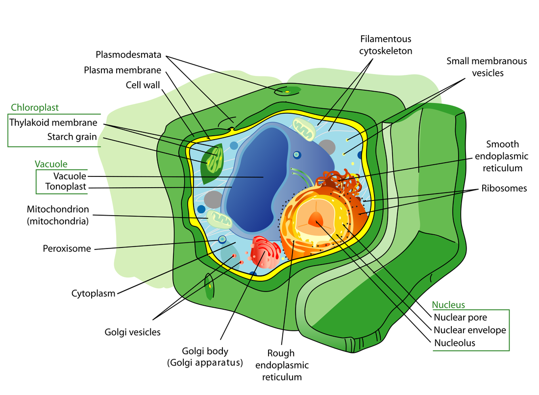Labelled diagram of a plant cell showing the cell wall, chloroplasts, large central vacuole and nucleus