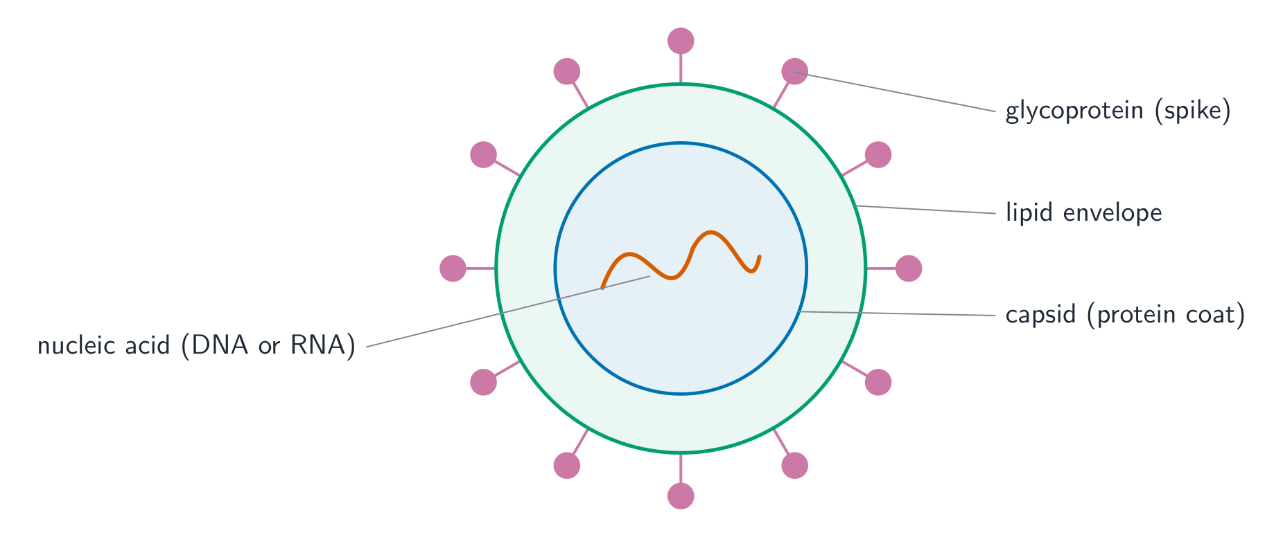 Diagram of a generalised virus: a coiled nucleic acid strand inside a protein capsid, surrounded by a lipid envelope studded with glycoprotein spikes
