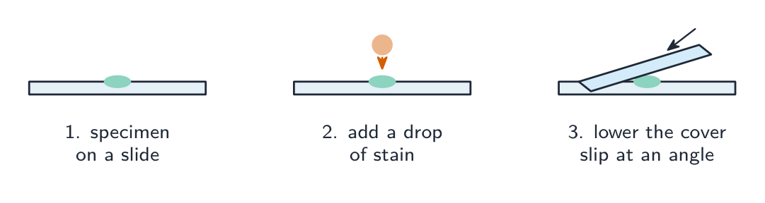 Three steps to make a wet mount: place the specimen on a slide, add a drop of stain, then lower a cover slip at an angle