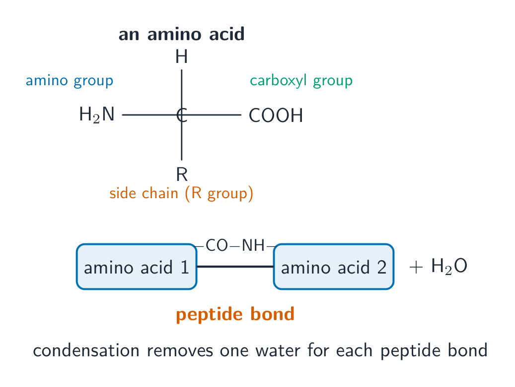 The general structure of an amino acid with a central carbon bonded to an amino group, a carboxyl group, a hydrogen and an R side chain; below, two amino acids join by a peptide bond and release water
