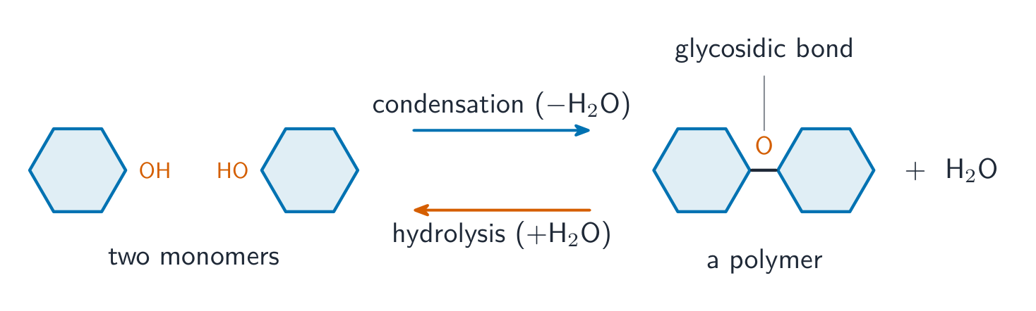 Two monomers joining by condensation to form a polymer linked by a glycosidic bond, releasing water; the reverse reaction is hydrolysis adding water