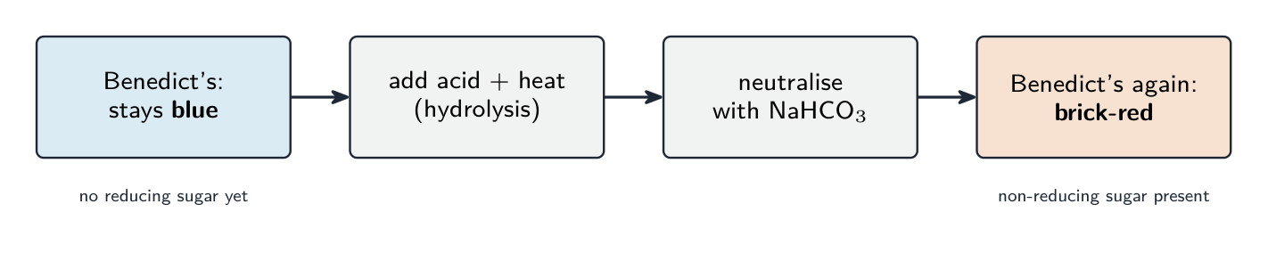 A four-step flow: a first Benedict's test stays blue, then acid and heat hydrolyse the sugar, the acid is neutralised, and a second Benedict's test turns brick-red