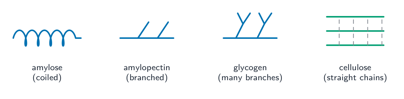 Four glucose polymers compared: amylose is a coiled chain, amylopectin is branched, glycogen is more heavily branched, and cellulose is straight chains held side by side