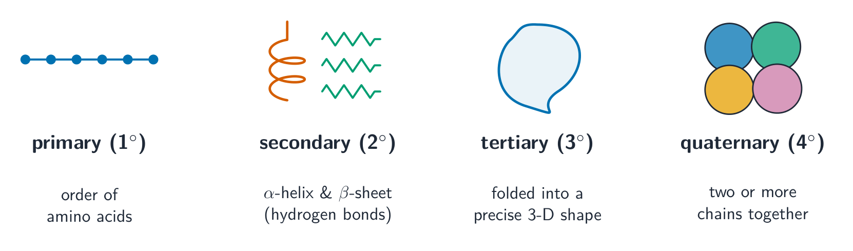 Four panels showing the levels of protein structure: a bead chain (primary), an alpha-helix and beta-sheet (secondary), a folded shape (tertiary) and several folded chains together (quaternary)