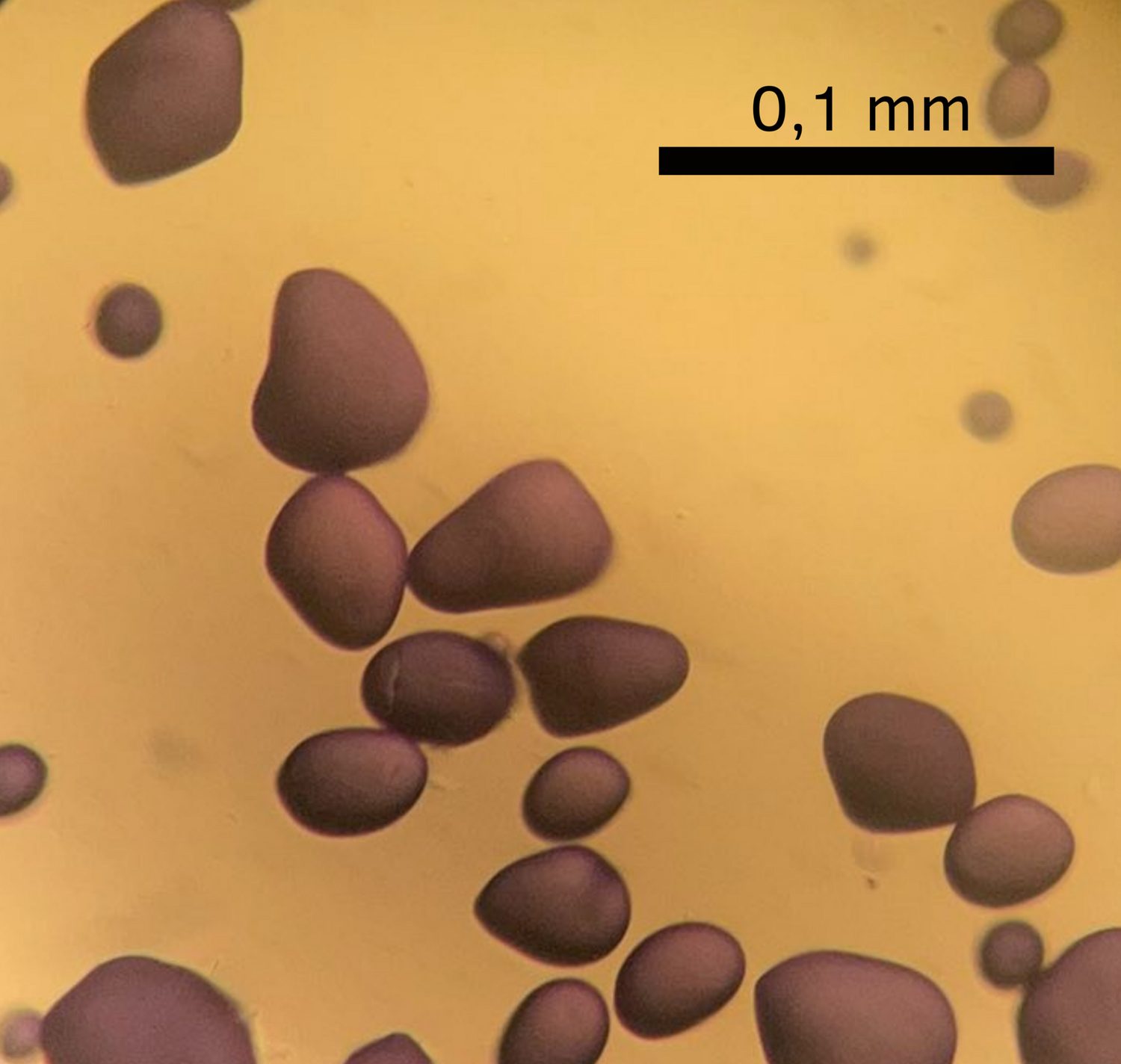 Many rounded starch grains from a potato seen under a microscope, stained brown by iodine, with a scale bar showing 0.1 mm