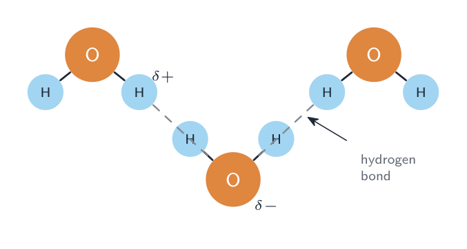 Three water molecules, each with a slightly negative oxygen and slightly positive hydrogens; dashed hydrogen bonds link the hydrogen of one molecule to the oxygen of the next