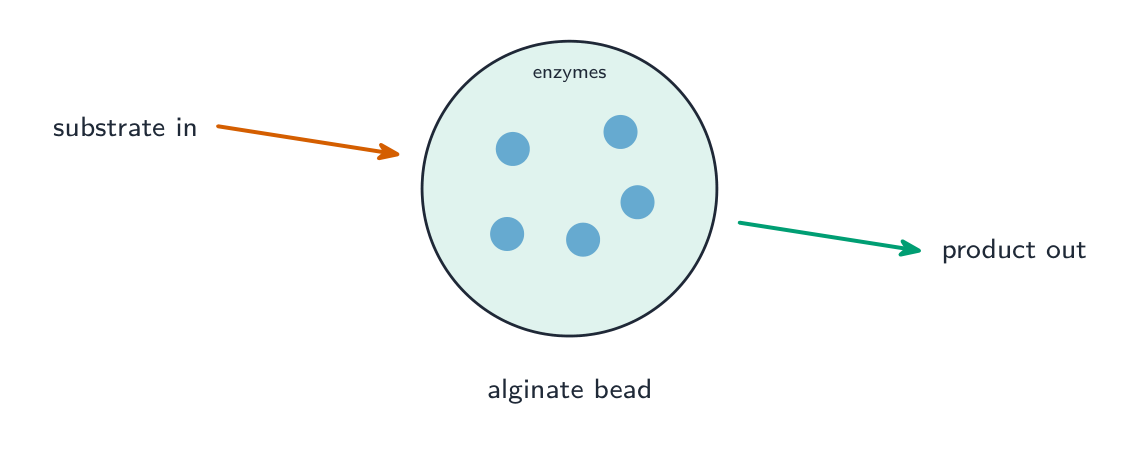 An enzyme-filled bead with substrate flowing in on one side and product flowing out on the other, the enzymes staying trapped inside