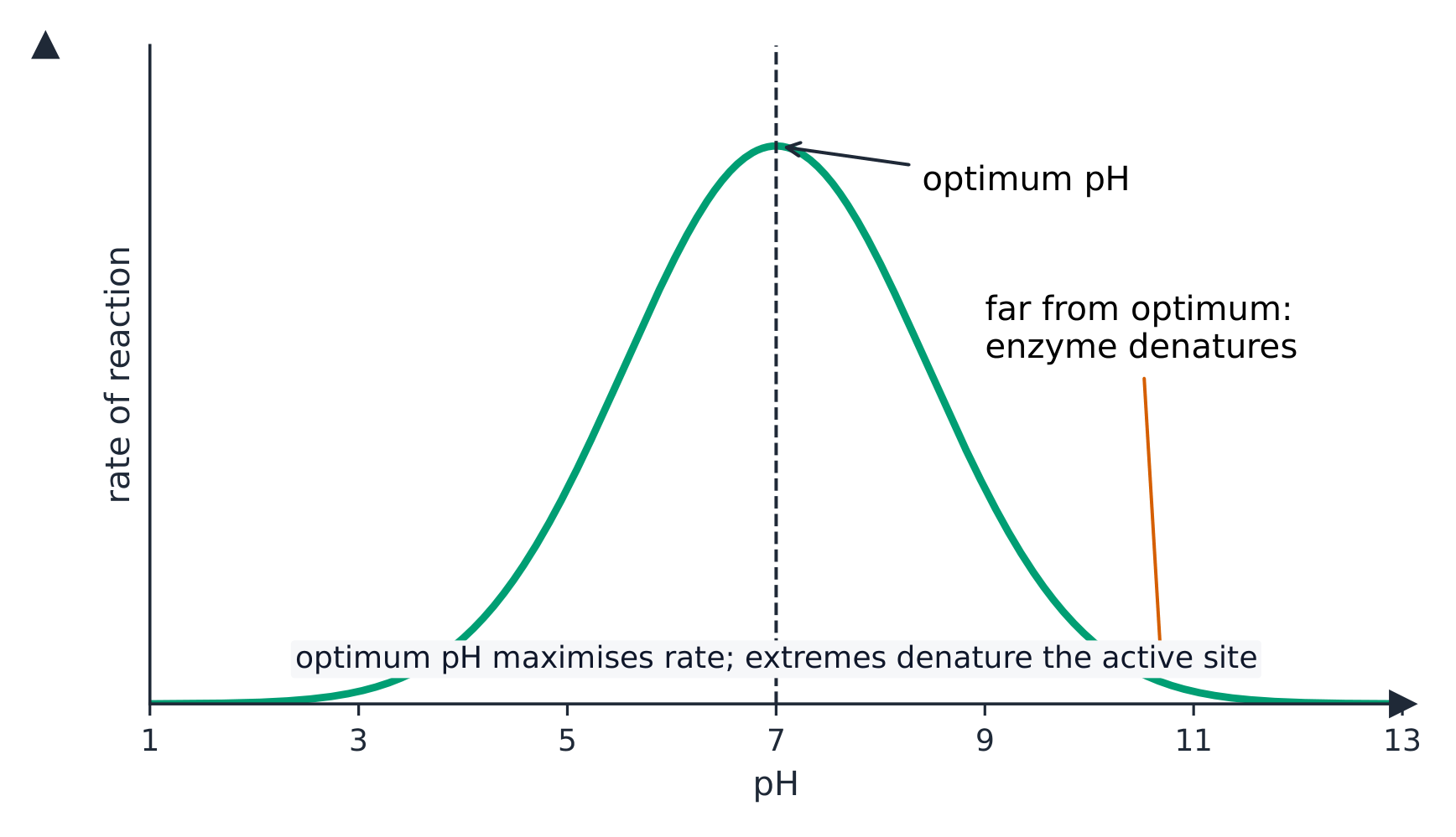 A bell-shaped graph of reaction rate against pH, peaking at the optimum pH and falling away on each side