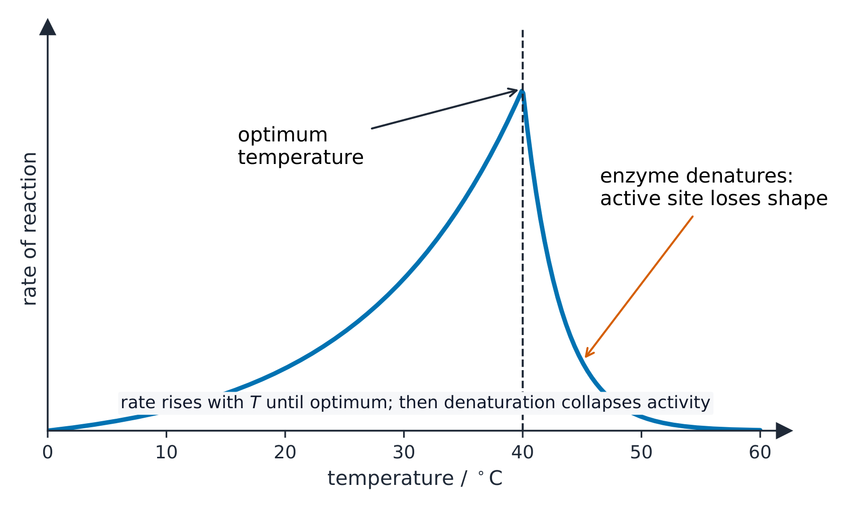 A graph of reaction rate against temperature, rising to a peak at the optimum then falling steeply as the enzyme denatures