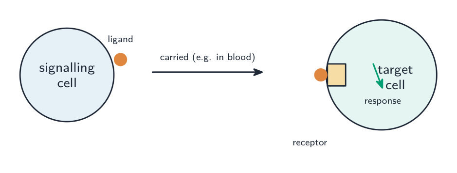 A signalling cell releases a ligand that is carried to a target cell, where it binds a receptor of matching shape and triggers a response inside