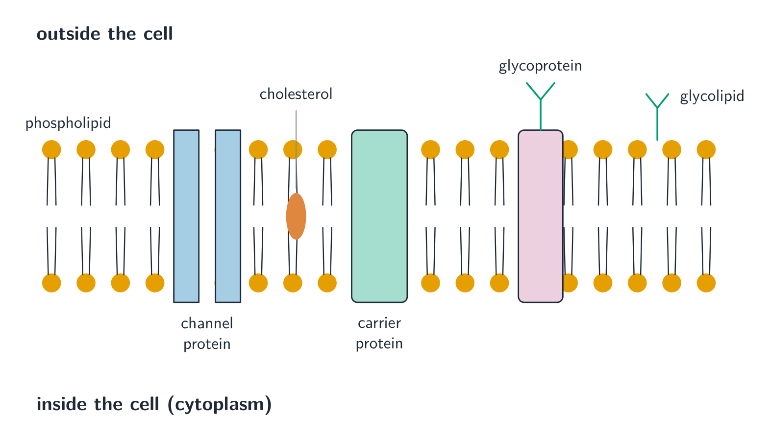 The fluid mosaic model: a phospholipid bilayer dotted with channel and carrier proteins, cholesterol between the tails, and glycoproteins and glycolipids with carbohydrate chains on the outer surface