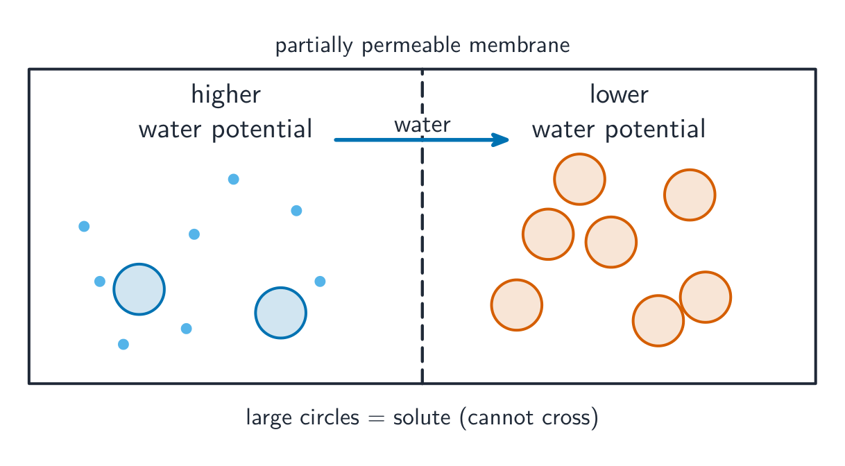 A container split by a partially permeable membrane, with few solutes and much water on the higher-water-potential side and many solutes on the lower side; water crosses towards the lower water potential