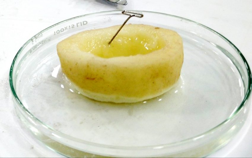 A potato with a well of sugar solution and a rising column in a tube