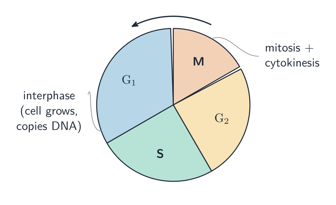 A pie chart of the cell cycle: a large interphase made of G1, S and G2, plus a smaller M phase for mitosis and cytokinesis, with an arrow showing the direction
