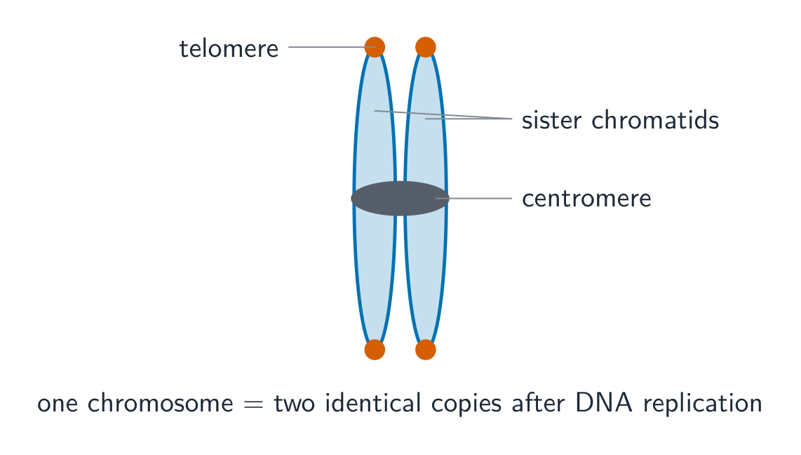 A replicated chromosome drawn as two sister chromatids joined at a central centromere, with telomeres capping the four tips