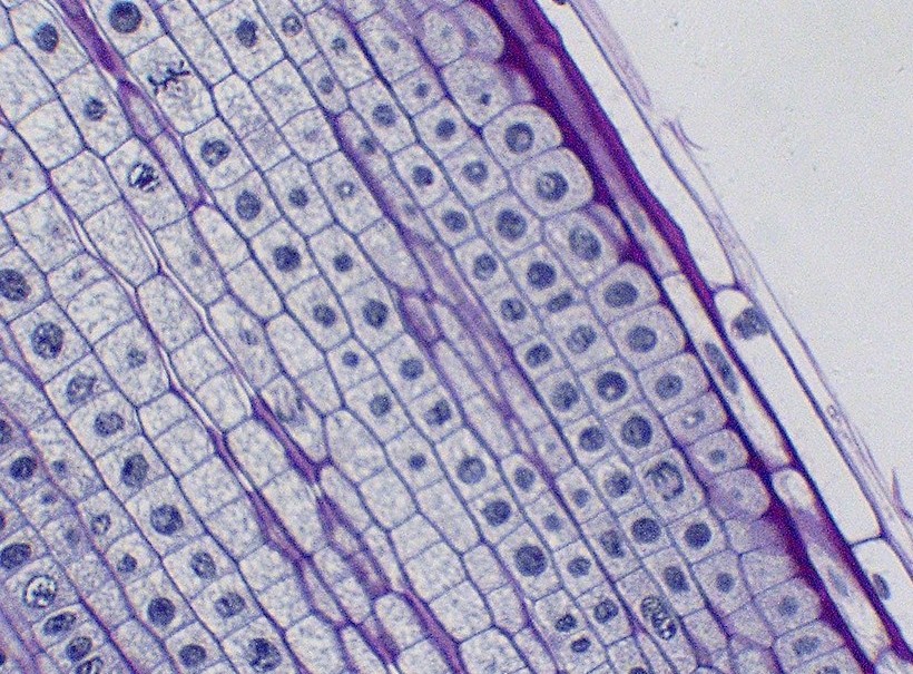 A stained light micrograph of an onion root tip with many square cells, several caught in the act of dividing