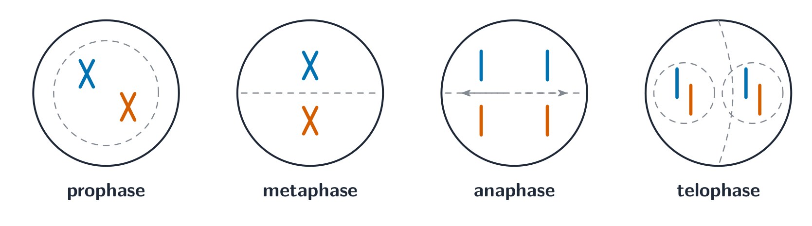 Four cells showing prophase, metaphase, anaphase and telophase: chromosomes condense, line up at the equator, separate to the poles, then form two new nuclei
