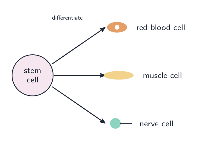 An unspecialised stem cell with arrows to three specialised cells: a red blood cell, a muscle cell and a nerve cell