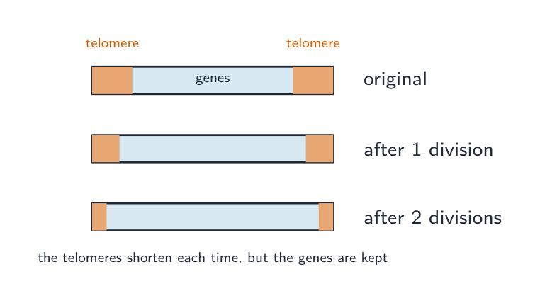 A chromosome shown three times: the red telomere caps at each end get shorter after each division, while the blue gene-carrying middle stays the same length
