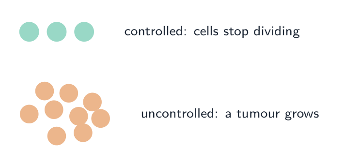 Controlled division shown as a few separate cells that stop; uncontrolled division shown as a growing clump of cells forming a tumour