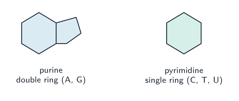 Two ring shapes: a purine drawn as two fused rings, a pyrimidine drawn as one ring