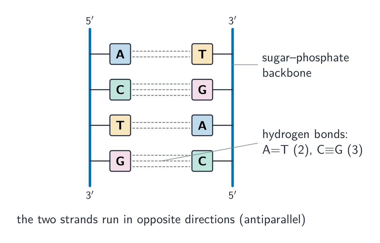 A ladder diagram of DNA: two antiparallel sugar-phosphate backbones with base pairs A=T held by two hydrogen bonds and C=G by three