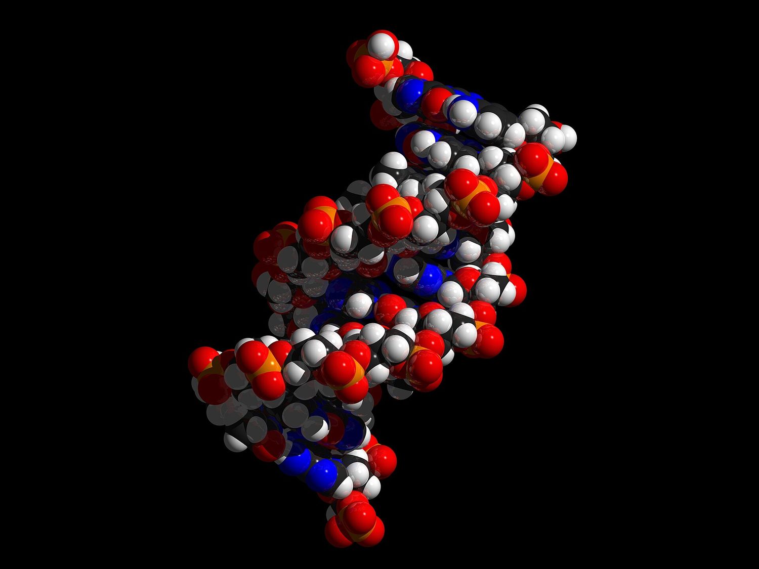 Modèle volumétrique informatique d'un court fragment d'ADN sur fond noir : des centaines d'atomes colorés (rouge, orange, bleu, gris et blanc) empilés dans deux brins qui s'enroulent l'un autour de l'autre pour former une hélice double