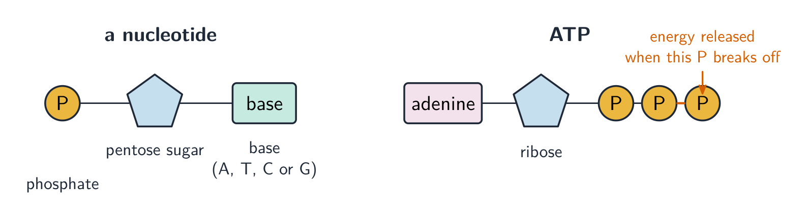 A nucleotide drawn as a phosphate, a pentose sugar and a base joined together; beside it, ATP as adenine, ribose and three phosphates with the last bond marked as high-energy