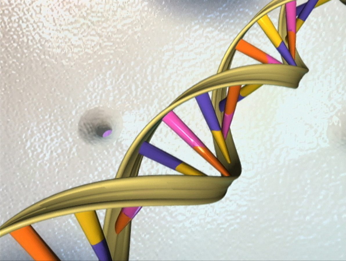 DNA double helix: RNA is a related nucleic acid that carries genetic information into protein synthesis