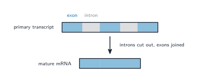 A primary transcript with alternating exons and introns; the introns are removed and the exons joined into a shorter mature mRNA