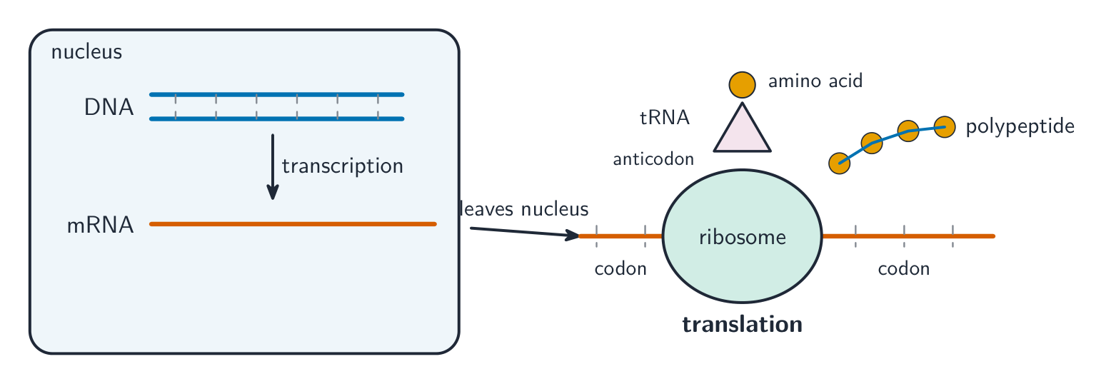 An overview of protein synthesis: in the nucleus DNA is transcribed into mRNA, which leaves the nucleus and is translated at a ribosome where tRNA brings amino acids to build a polypeptide