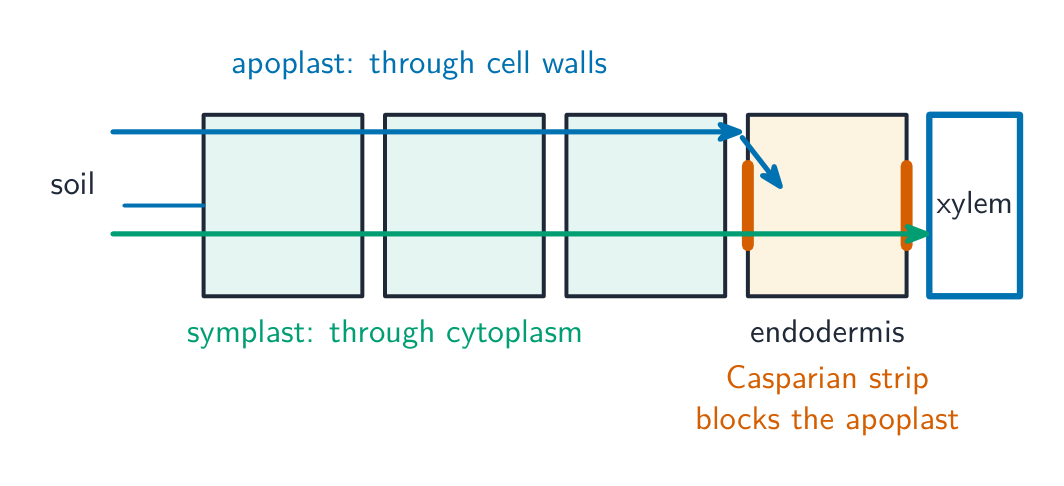 Water crossing the root by the apoplast route through the cell walls and the symplast route through the cytoplasm; at the endodermis the Casparian strip blocks the apoplast