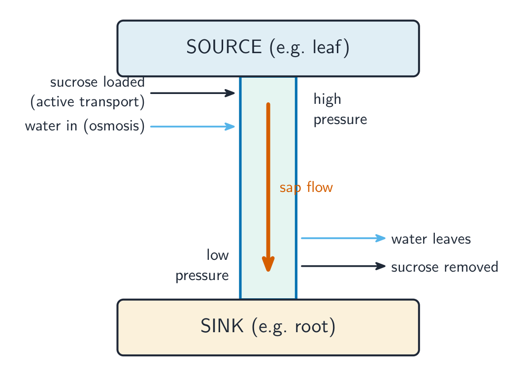 Sucrose loaded into the phloem at the source draws in water and raises the pressure, so sap flows down to the sink where sucrose is removed and water leaves