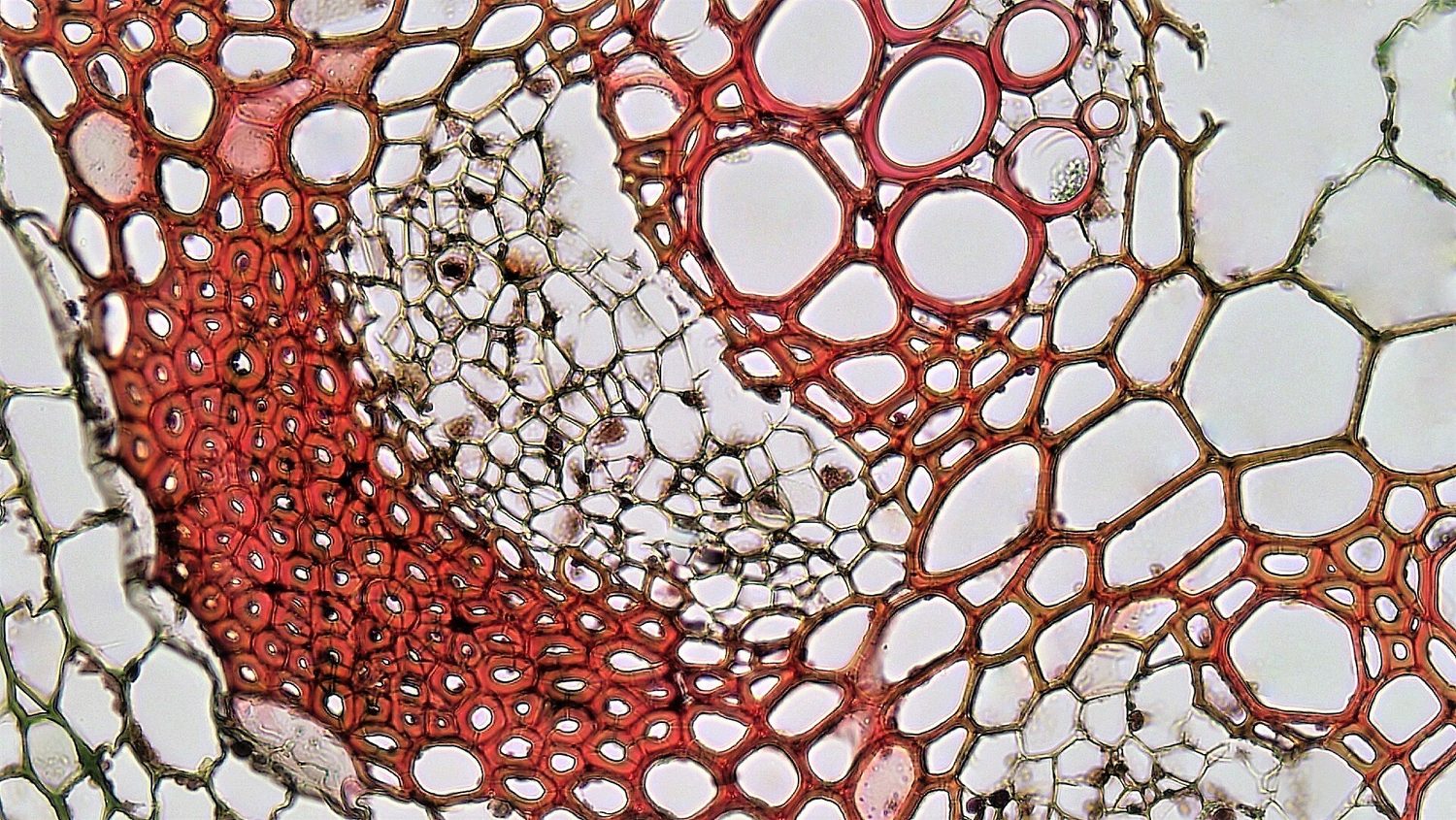 A stained transverse section through one vascular bundle of a dicot stem under high power: a group of large, round, thick-walled xylem vessels stained red below, with a cluster of smaller, thinner-walled phloem cells above them, surrounded by packing cells