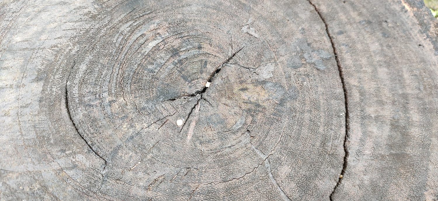 A tree trunk cut across, showing concentric growth rings
