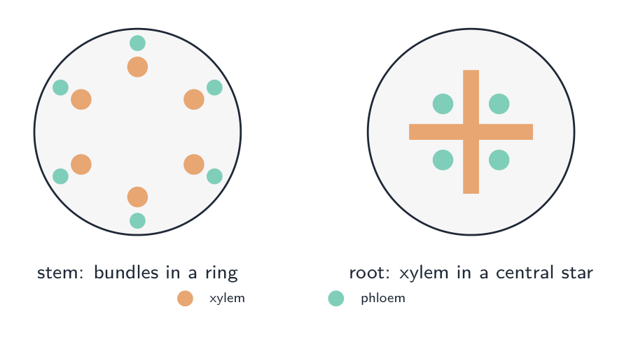 Two cross-sections: a stem with vascular bundles in a ring near the edge with xylem inside each, and a root with xylem forming a central star and phloem between the arms