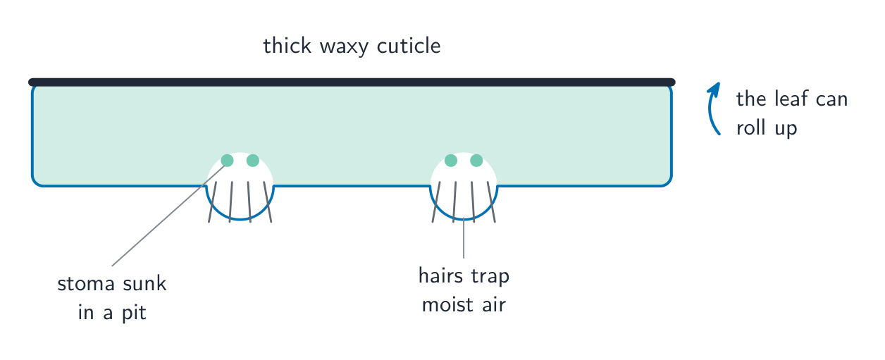 A xerophyte leaf cross-section showing a thick waxy cuticle on top, stomata sunk in pits, hairs trapping moist air, and a note that the leaf can roll up