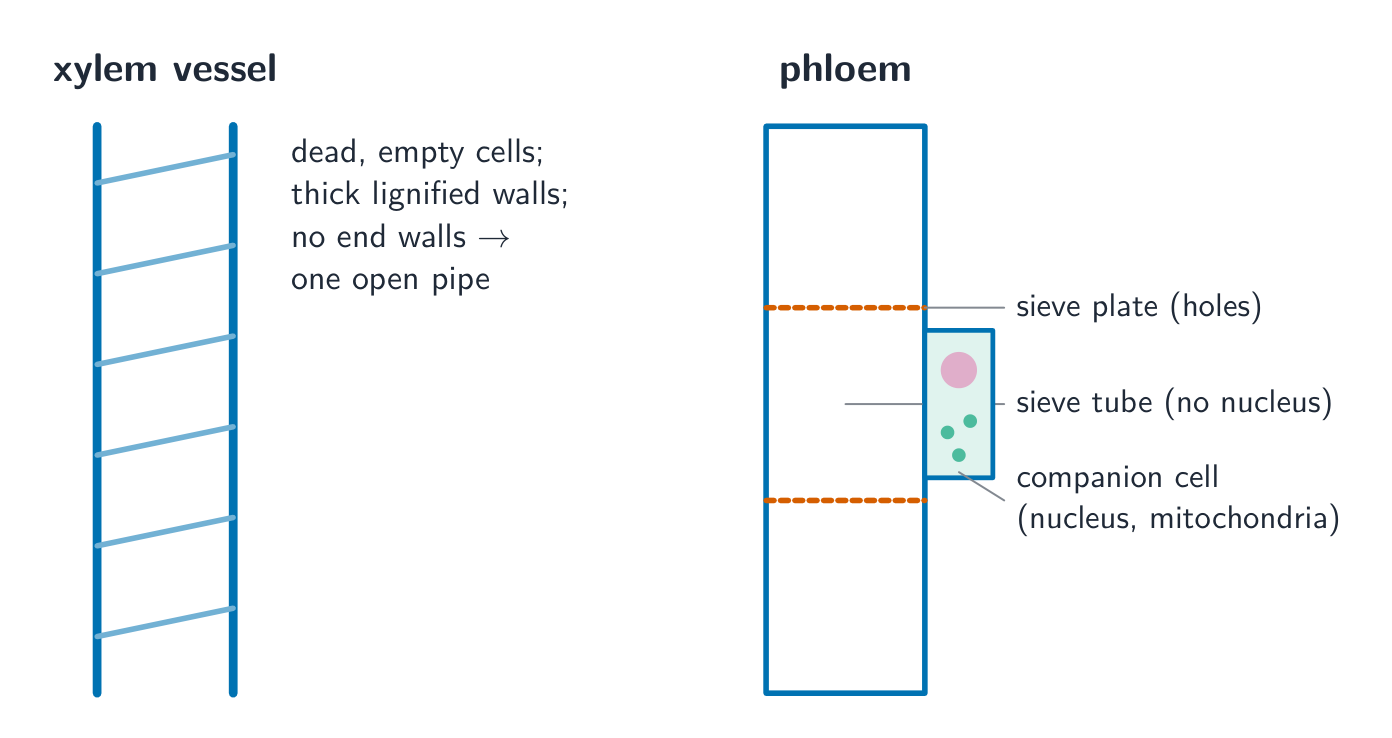 A xylem vessel drawn as a hollow tube with thick lignified walls beside a phloem sieve tube with sieve plates and an attached companion cell