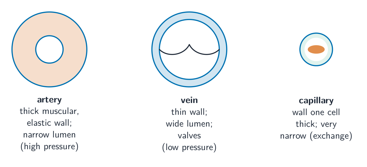 Cross-sections of an artery with a thick wall and narrow lumen, a vein with a thin wall, wide lumen and a valve, and a tiny capillary one cell thick