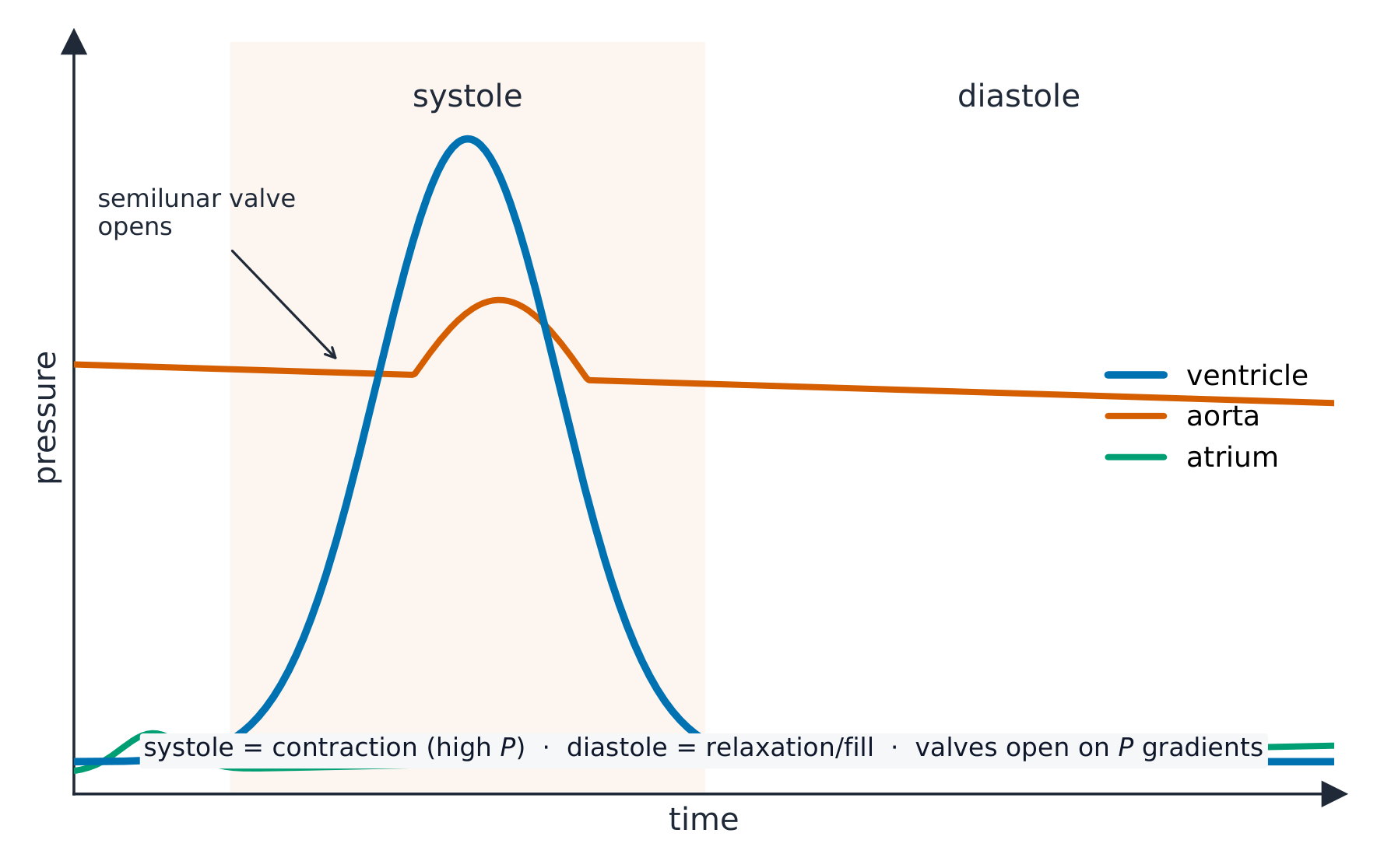 A graph of pressure against time for one heartbeat, with curves for the ventricle, the aorta and the atrium; the ventricle pressure spikes during systole and the semilunar valve opens where it rises above the aorta