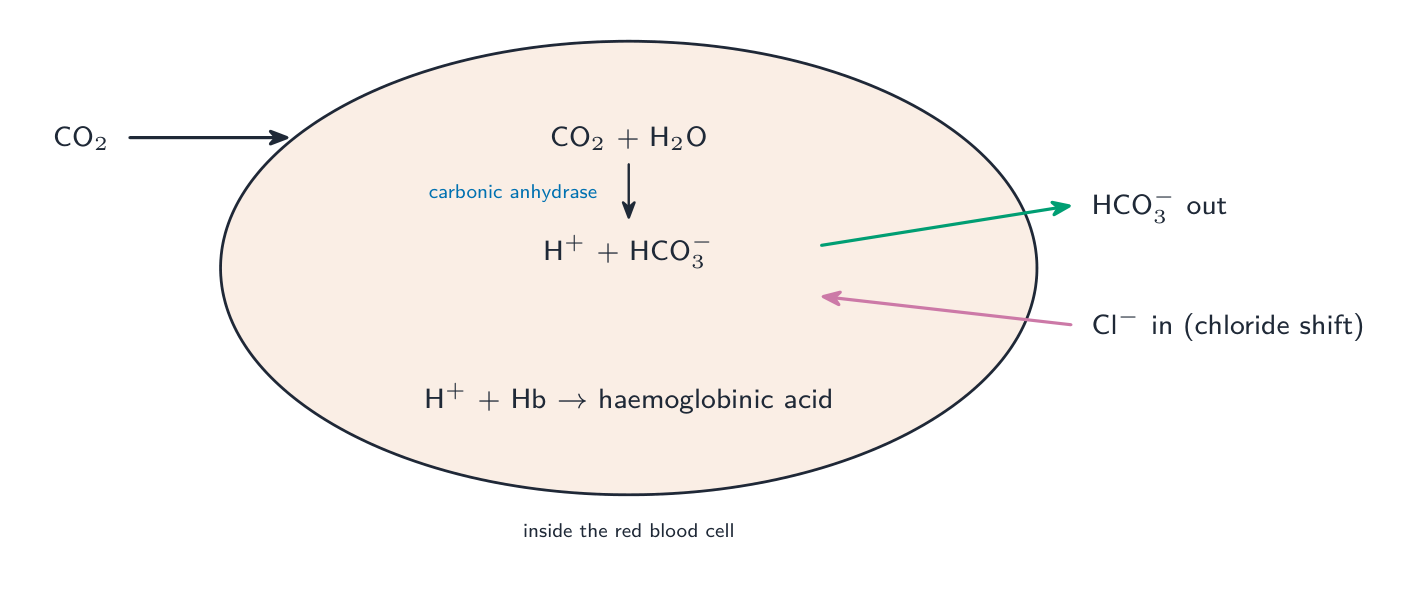 Inside a red blood cell: carbon dioxide and water become carbonic acid (by carbonic anhydrase), which splits into hydrogen ions and hydrogencarbonate; the hydrogencarbonate leaves as chloride enters, and the hydrogen ions bind haemoglobin