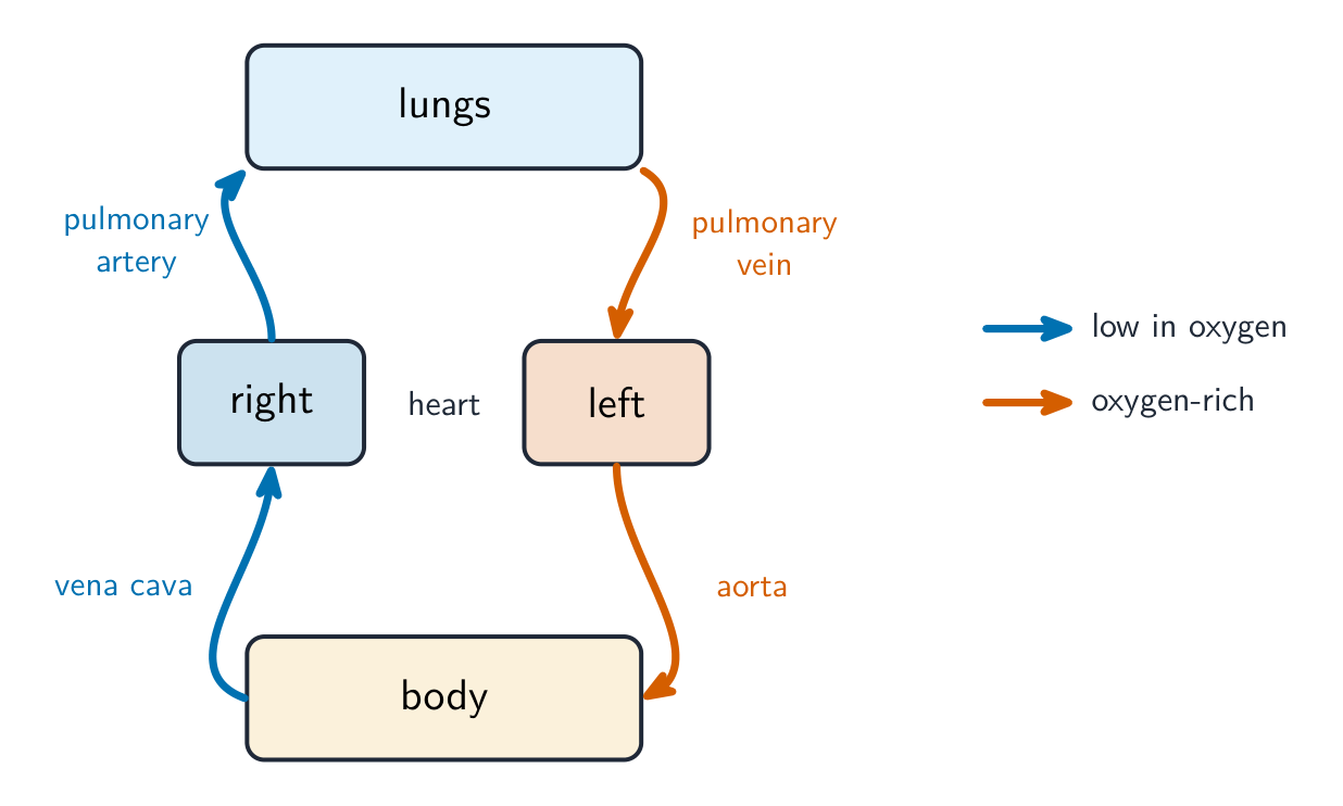 A loop diagram of double circulation: the right heart pumps deoxygenated blood to the lungs and back to the left heart, which pumps oxygenated blood to the body and back to the right heart