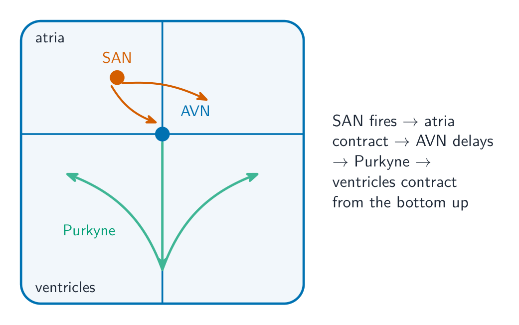 A heart outline showing the wave of excitation starting at the SAN in the right atrium, spreading to the AVN, then down and up the ventricle walls through the Purkyne tissue