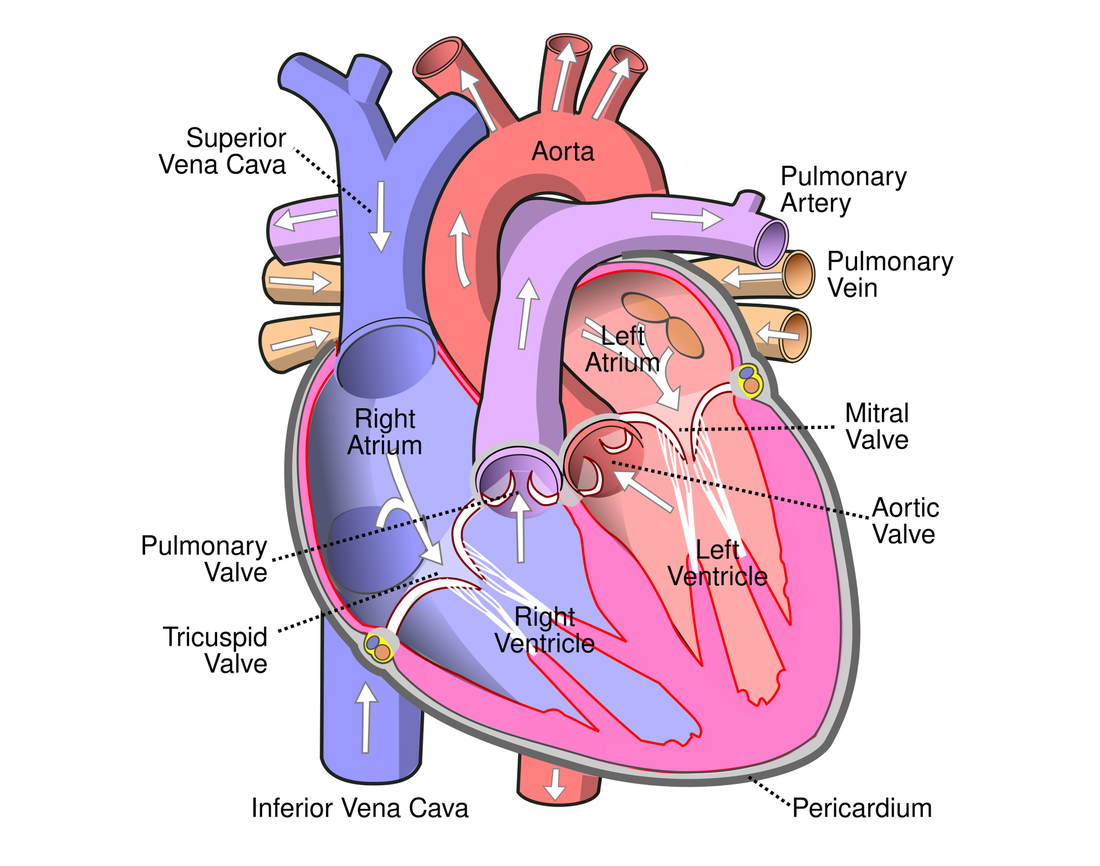 A labelled cut-away diagram of the human heart showing the four chambers, the valves, and the main vessels with arrows for the direction of blood flow