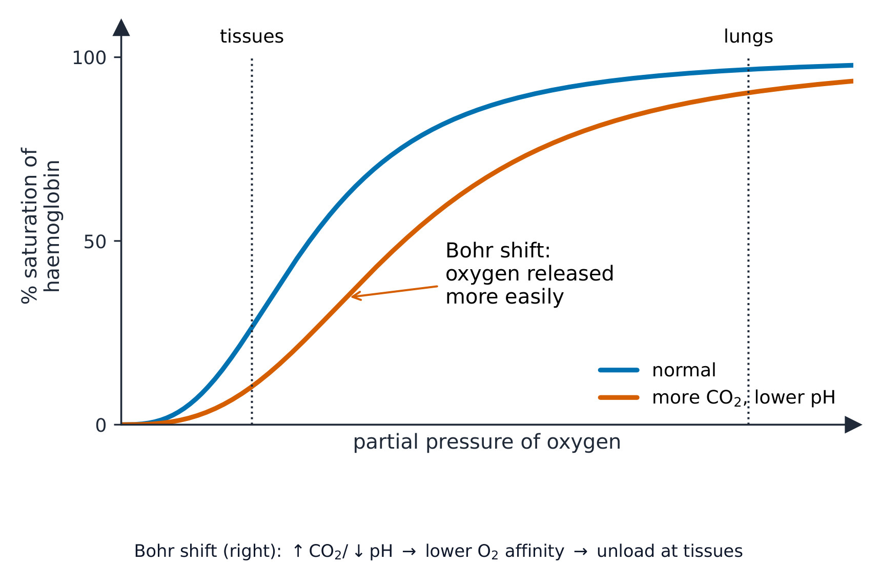 Uma curva de dissociação do oxigênio em forma de S plotando a porcentagem de saturação contra a pressão parcial do oxigênio, com uma segunda curva deslocada para a direita para maior dióxido de carbono e menor pH