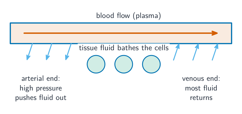 A capillary with fluid pushed out at the high-pressure arterial end to bathe the body cells, and most of it returning at the lower-pressure venous end